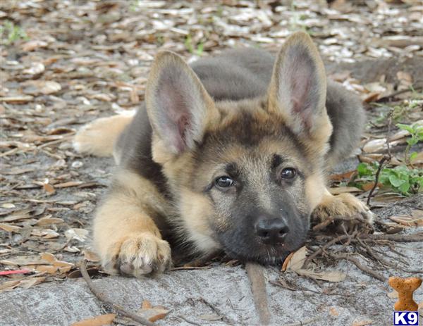 Puppies in Tampa